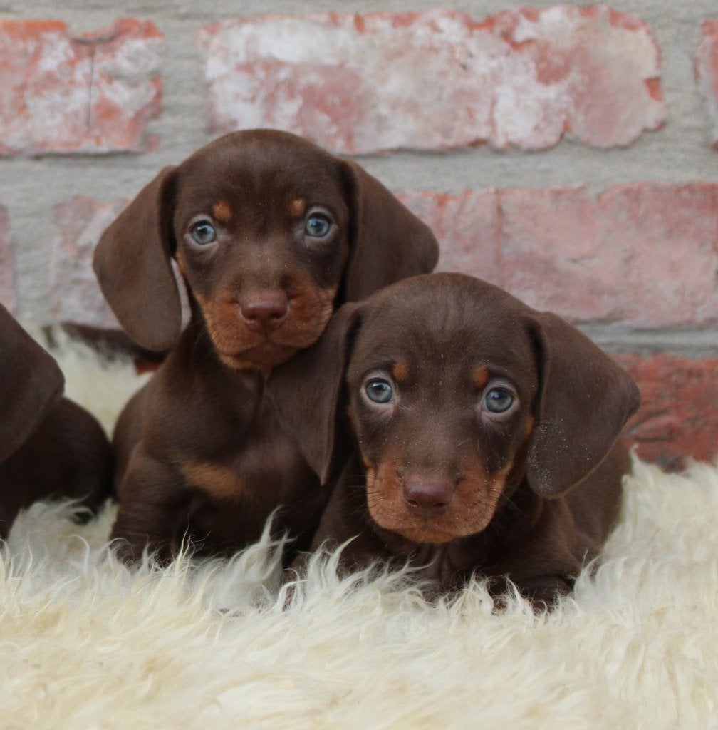 Teckel pups Choco-tan korthaar, België, CDV (hondenziekte), 8 tot 15 weken, Korthaar