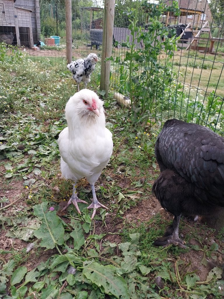 Witte ameraucana haan, Dieren en Toebehoren, Pluimvee, Mannelijk, Kip
