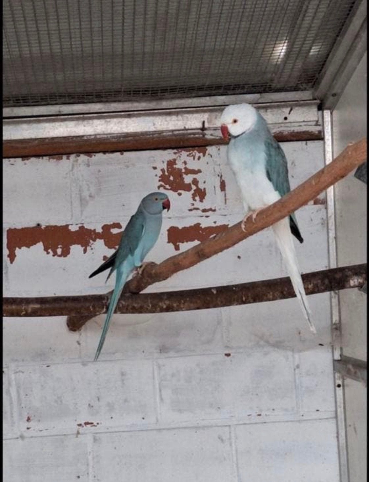 Perruche bleue à tête blanche à collier et à queue blanche, Animaux & Accessoires, Oiseaux | Perruches & Perroquets, Plusieurs animaux