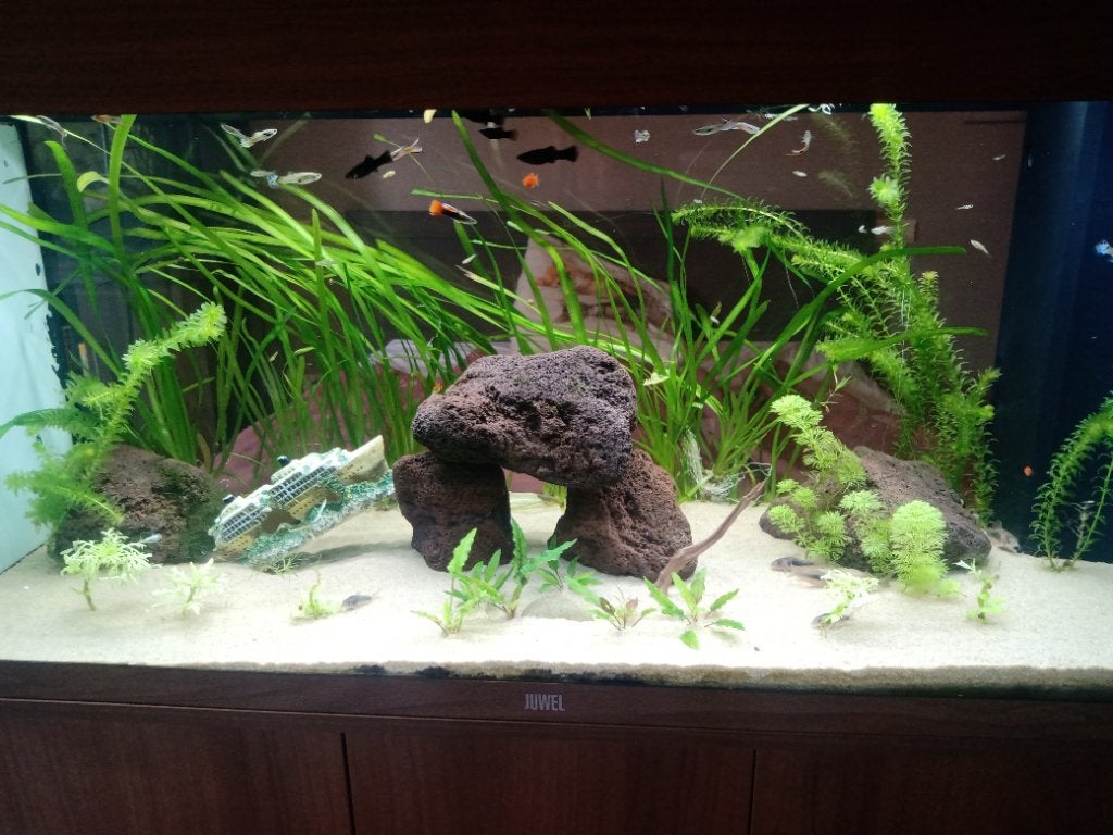 Juwel 180 l, Dieren en Toebehoren, Vissen | Aquaria en Toebehoren, Ophalen, Inclusief deksel, Gebruikt, Juwel