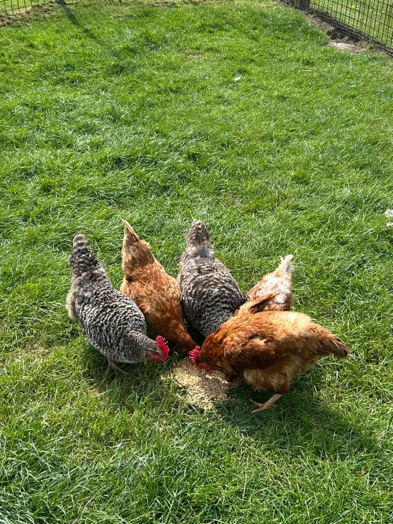 9 legkippen en 1 haan., Dieren en Toebehoren, Pluimvee, Vrouwelijk, Kip