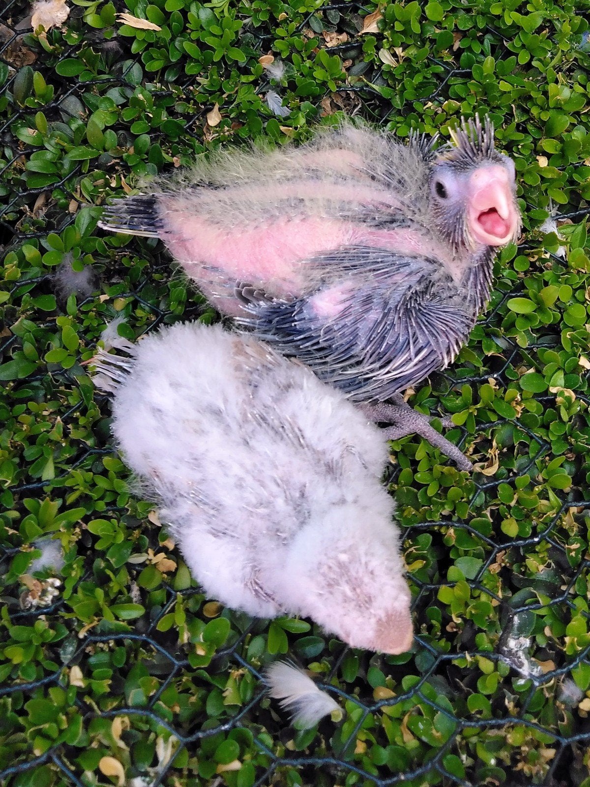 Valkparkietje en roodrugparkiet ....... Handopfok, Dieren en Toebehoren, Vogels | Parkieten en Papegaaien