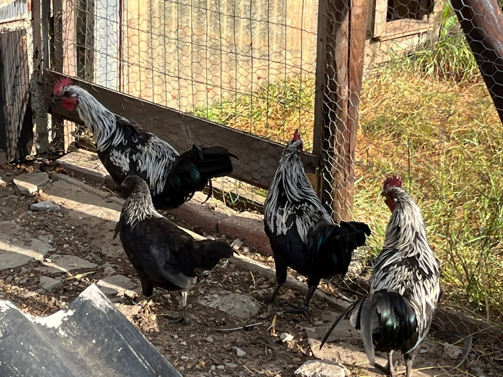 Ardenner hoen, Plusieurs animaux, Poule ou poulet