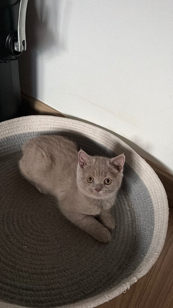 Brit’s Korthaar Kitten - Lilac, Dieren en Toebehoren, Kater, Gechipt, 0 tot 2 jaar