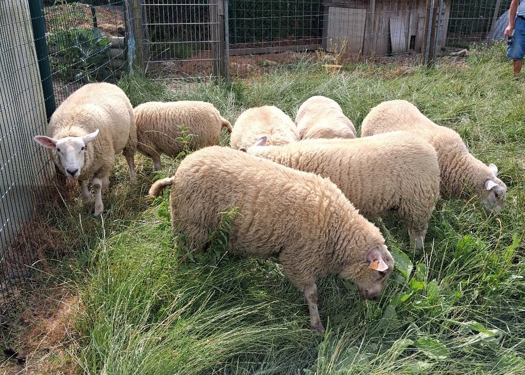 schapen, Dieren en Toebehoren, Schapen, Geiten en Varkens, Vrouwelijk, Schaap, 0 tot 2 jaar