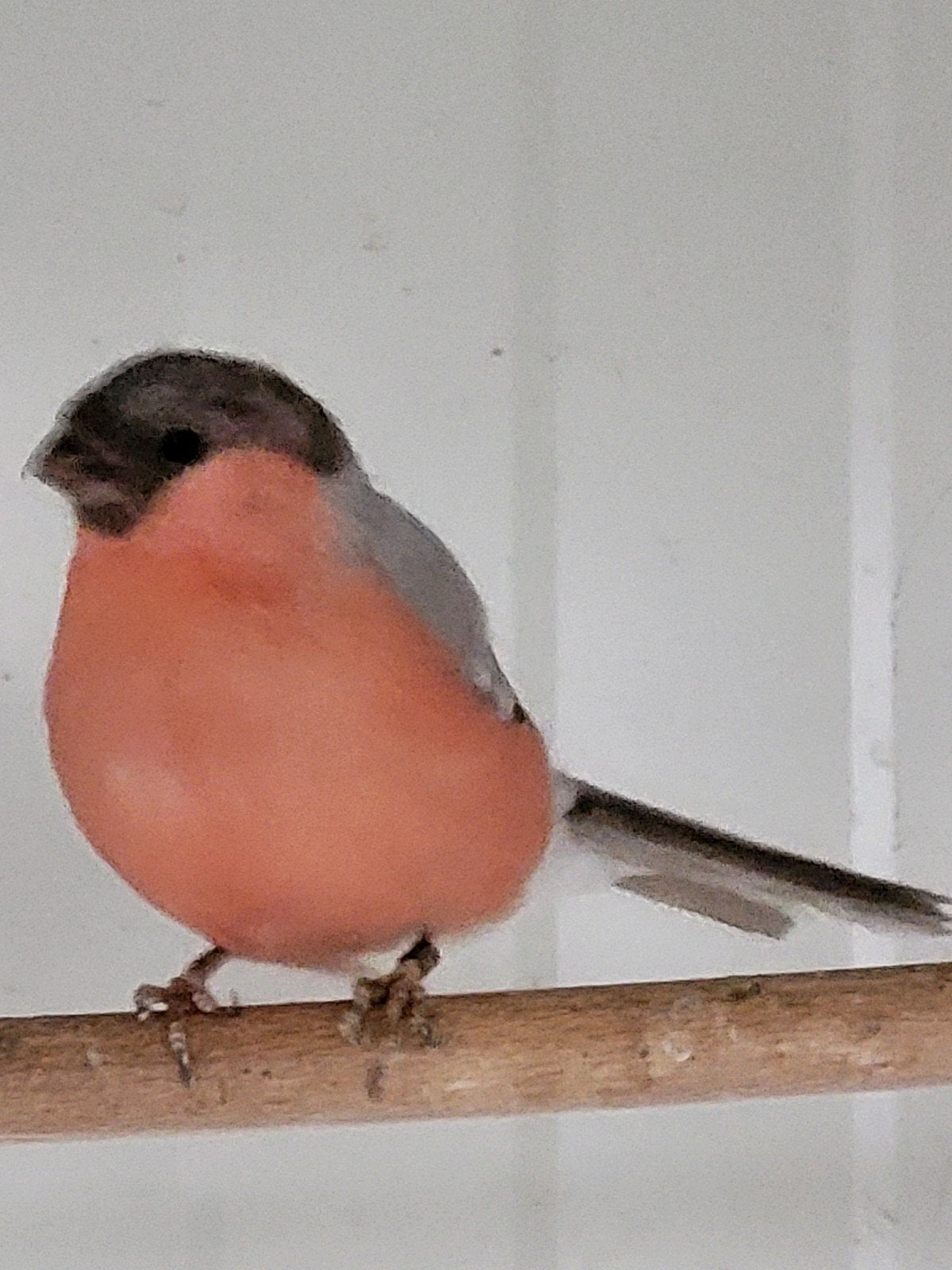 pastel goudvinkman 2025, Meerdere dieren, Wildzangvogel, Geringd