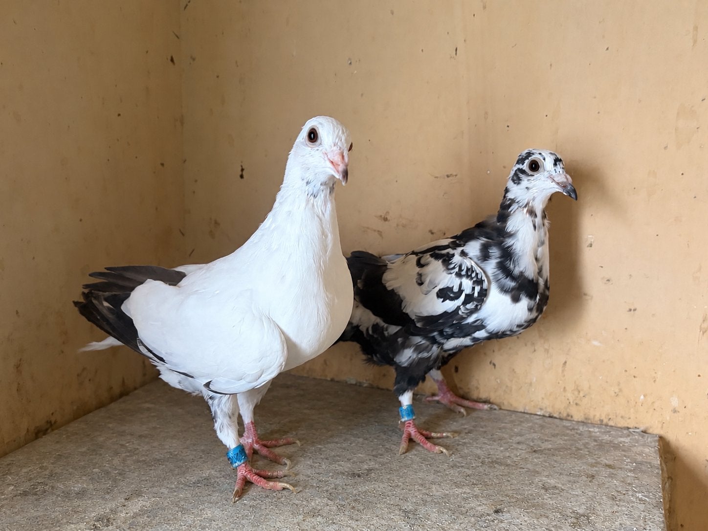Jeune pigeon voyageurs pietrain, Animaux & Accessoires