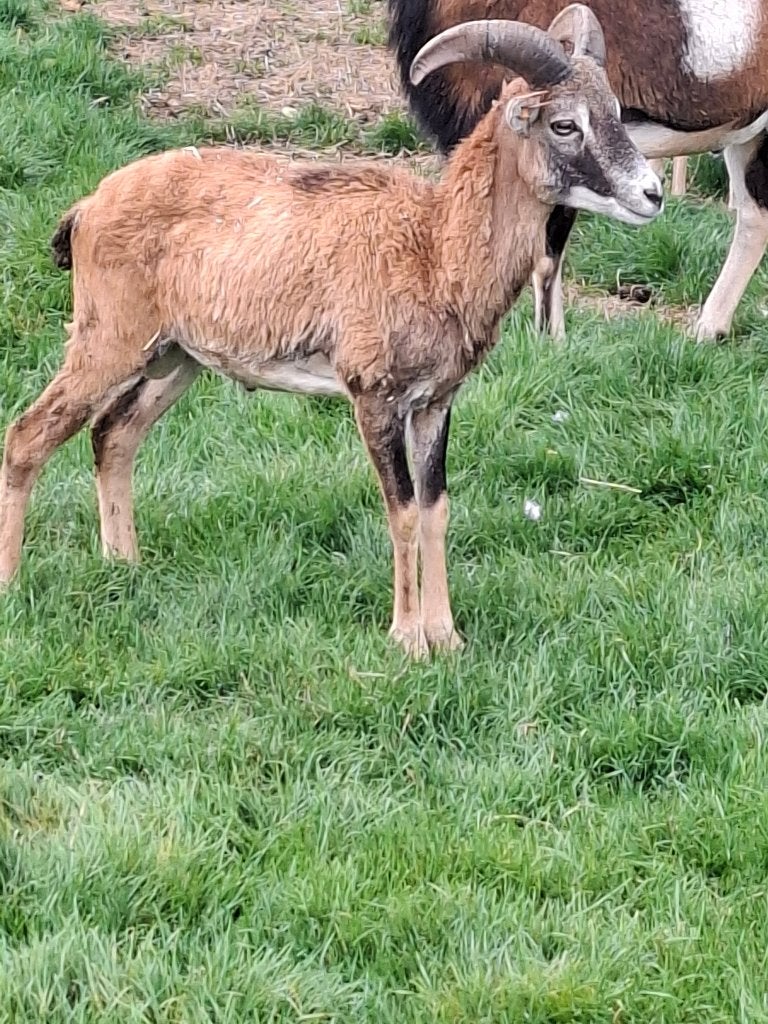 Moeflonram, Dieren en Toebehoren, Juni, Mannelijk