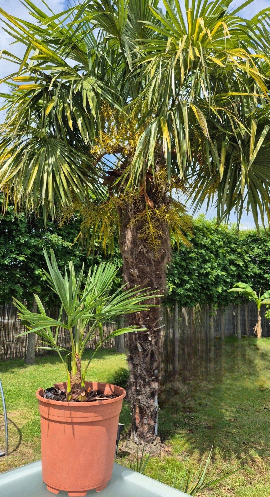 Winterharde palmbomen Trachycarpus Fortunei, Tuin en Terras, Ophalen