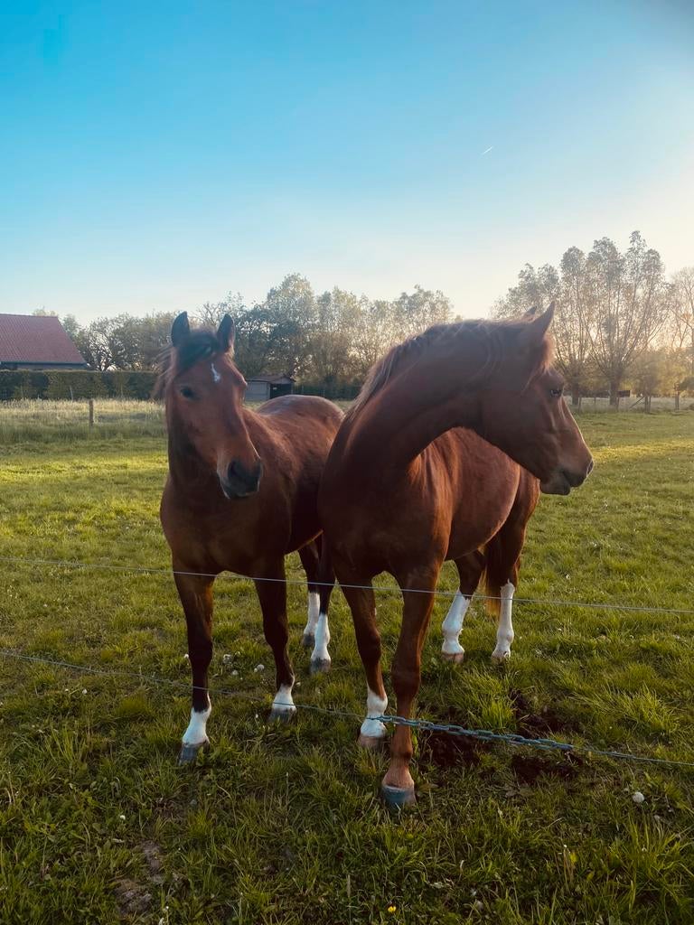 Freiberger - Franches Montagnes, Dieren en Toebehoren, Paarden, Met stamboom, Ruin, Niet van toepassing, 0 tot 2 jaar