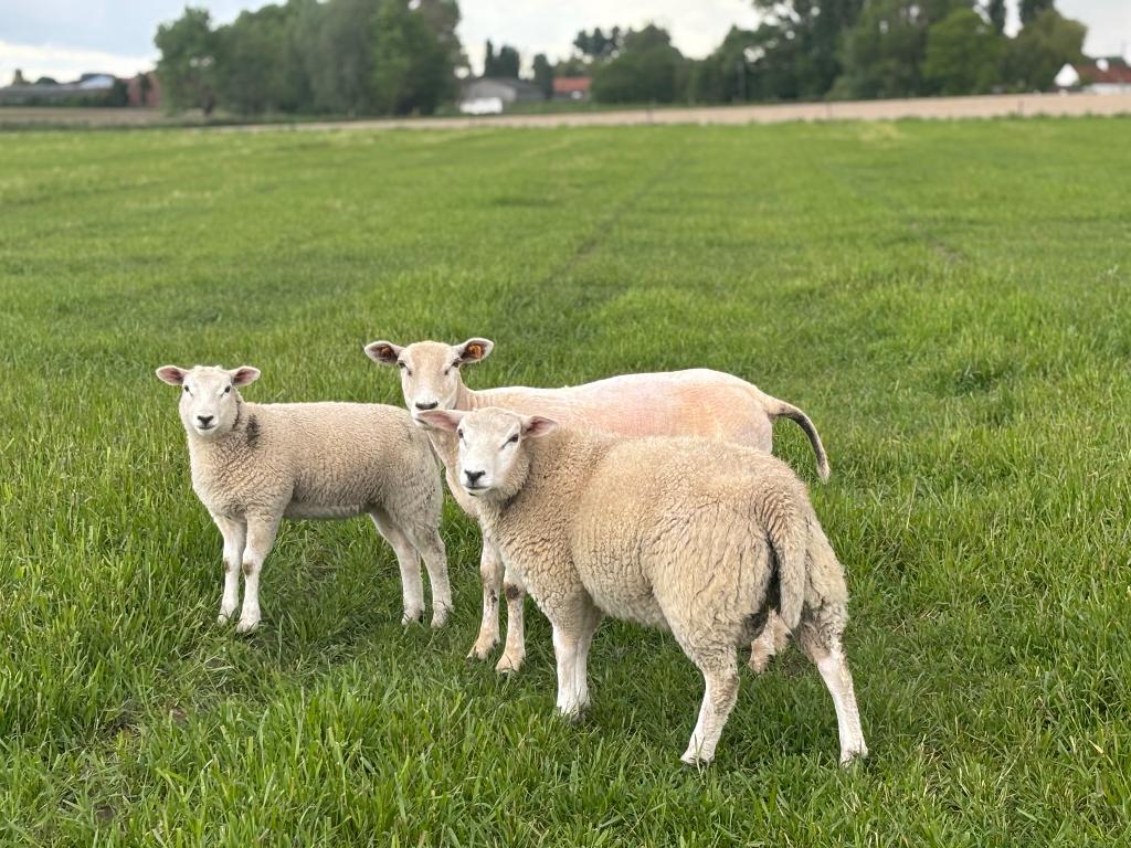 Schapen, Dieren en Toebehoren, Schapen, Geiten en Varkens, Mannelijk, Schaap, 0 tot 2 jaar