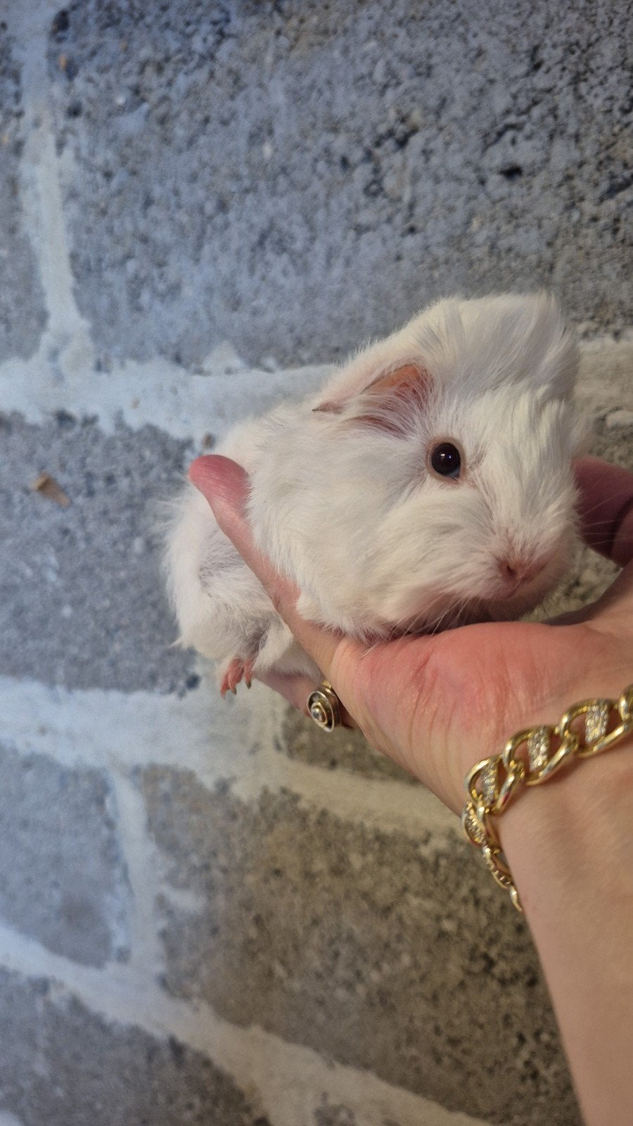 cavia pyruvian baby.s, Juli, Cavia