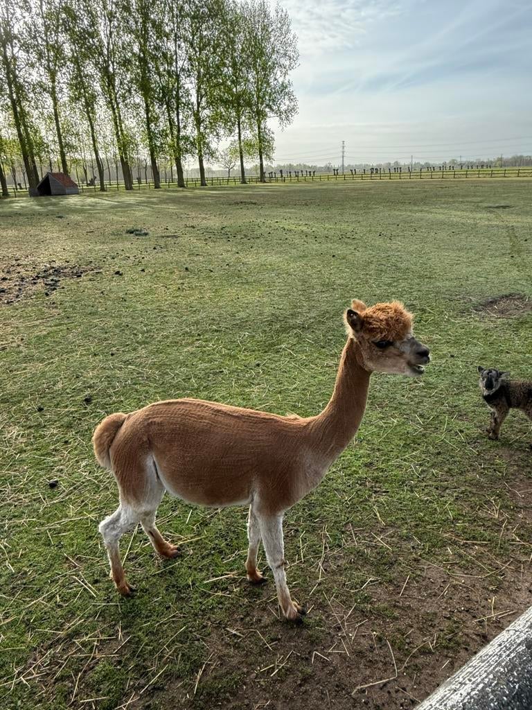 Alpaca merrie, Dieren en Toebehoren, Overige Dieren, Mei, Vrouwelijk