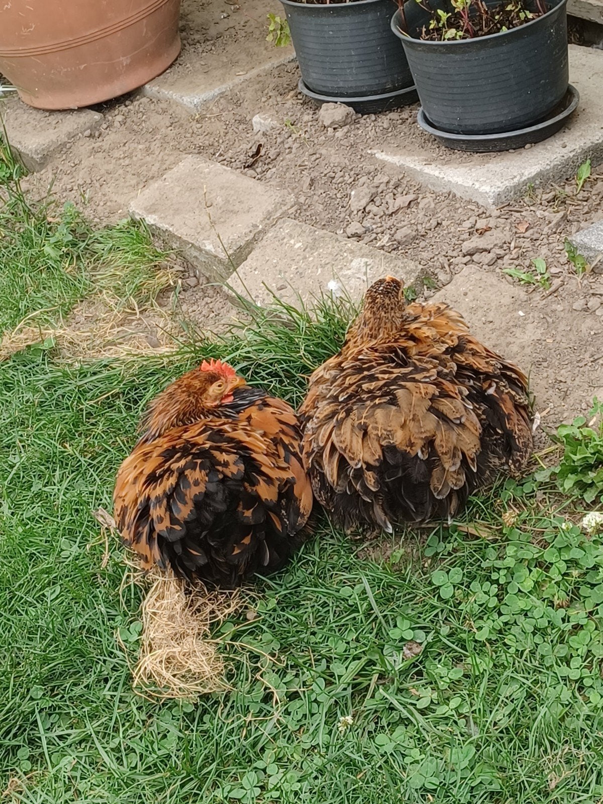Cochins kriel