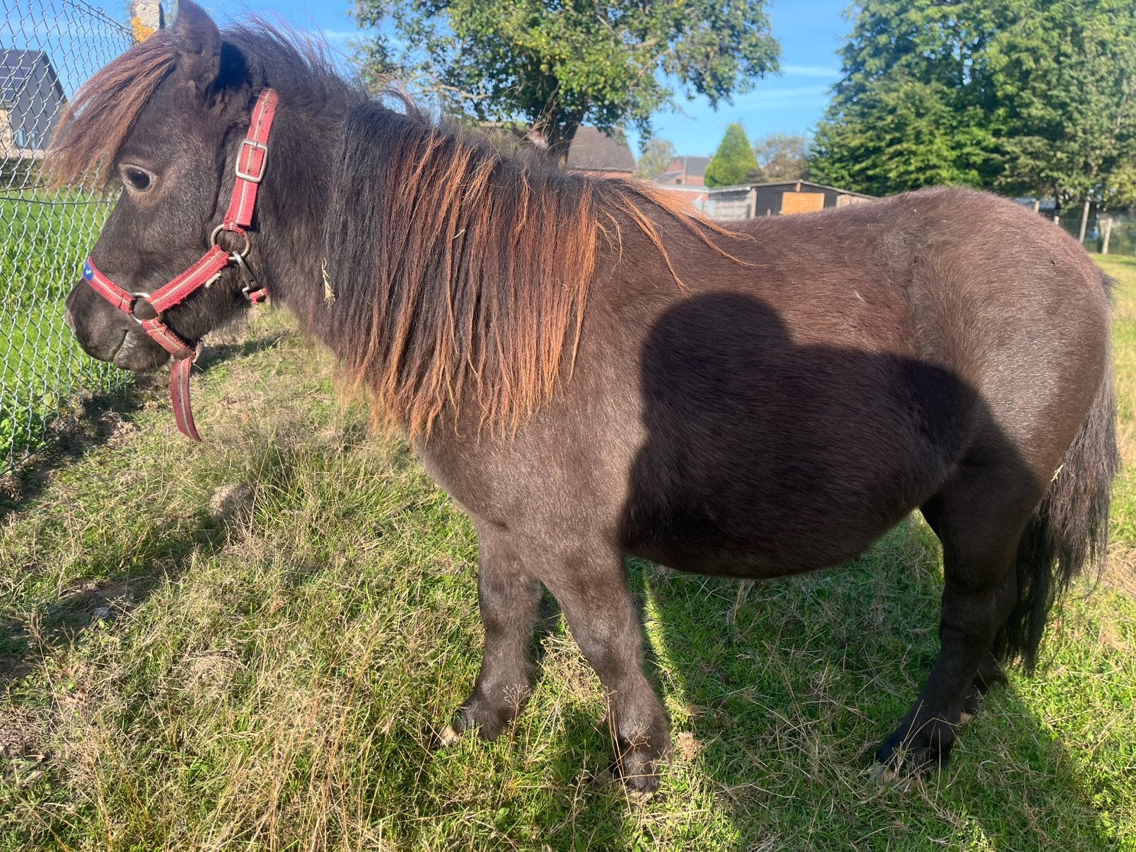 Pony, Dieren en Toebehoren, Hengst