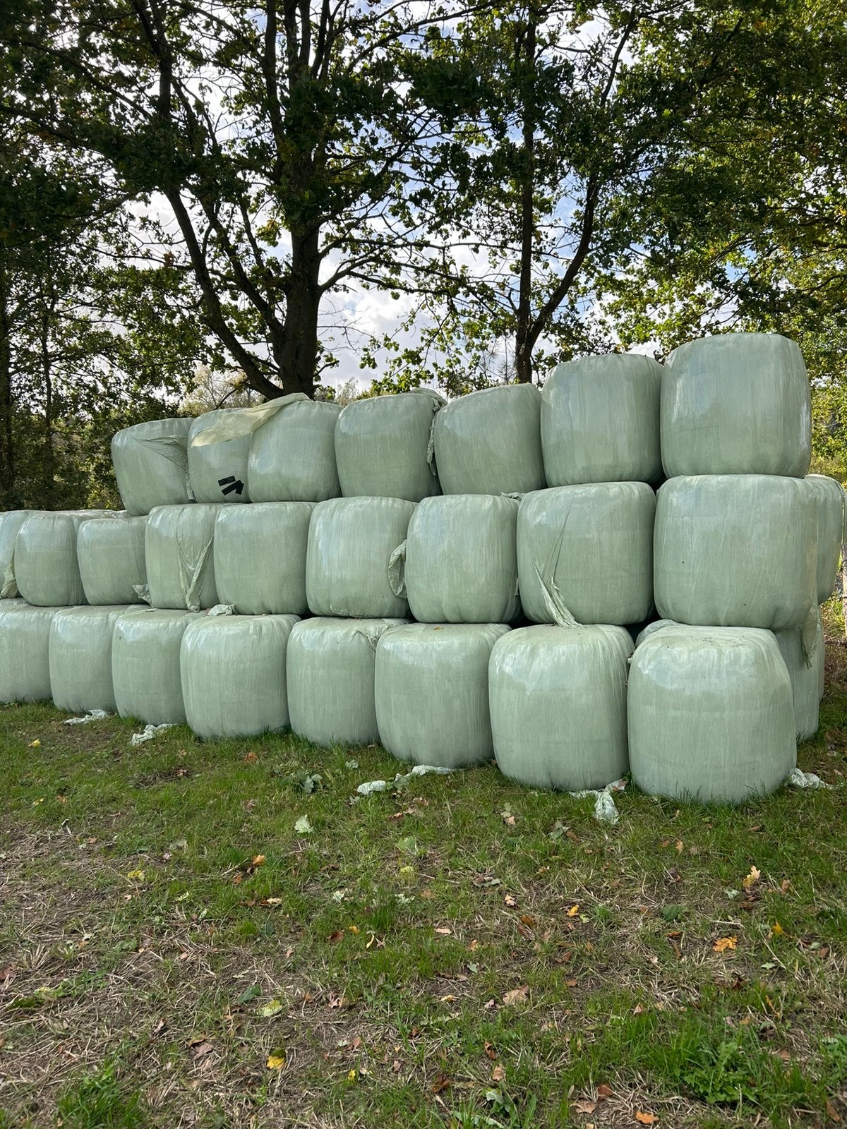 Midi balen voordroog, Dieren en Toebehoren, Ophalen of Verzenden, Vee