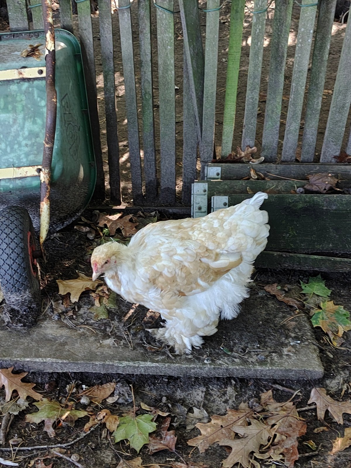 brahma trio, Dieren en Toebehoren