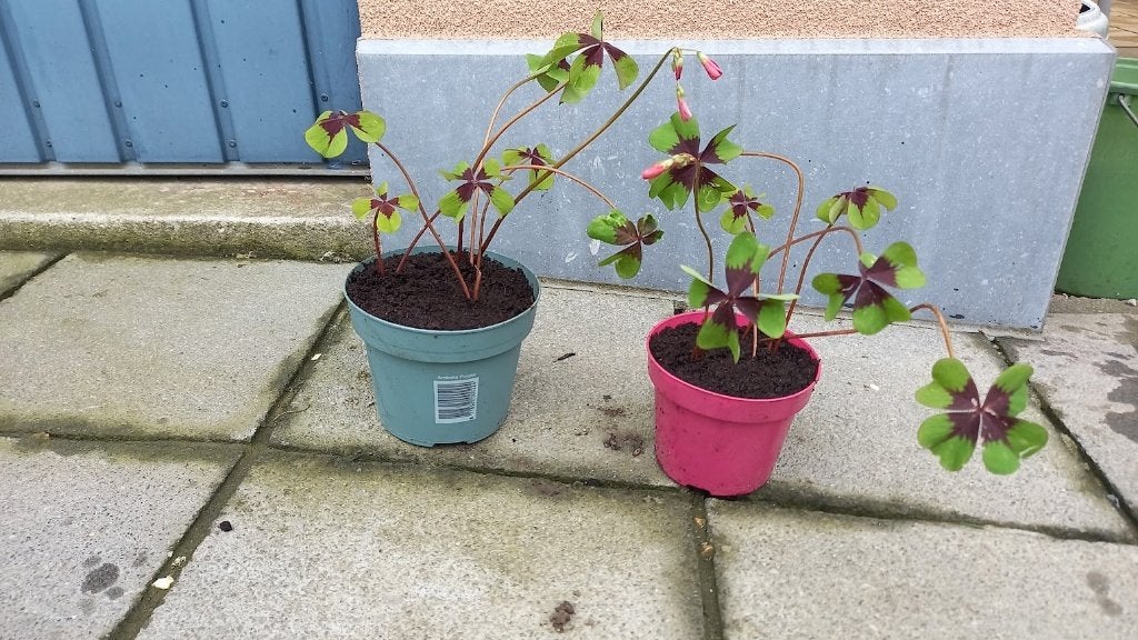 geluksklavertje / oxalis deppei, Tuin en Terras, Planten | Tuinplanten, Ophalen