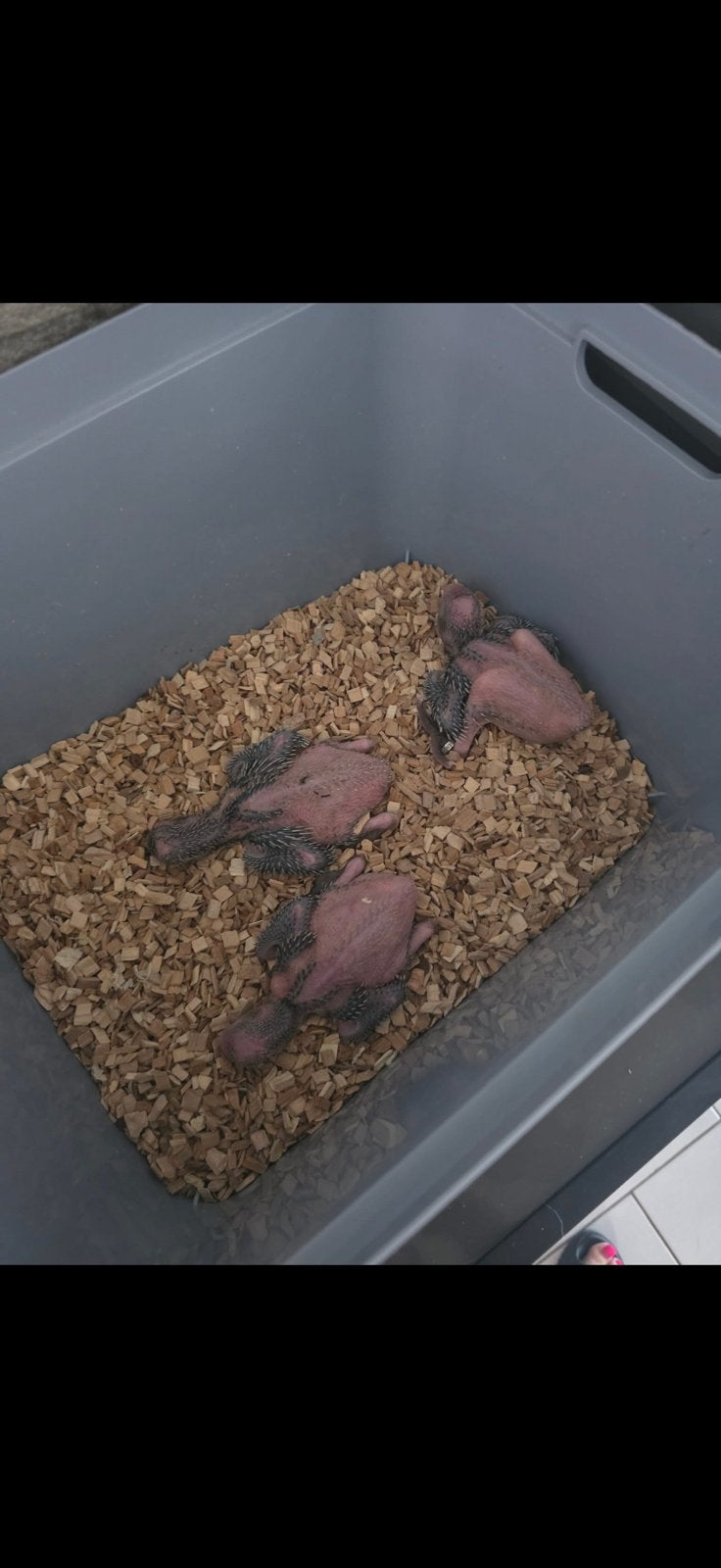 Rosalbin-kaketoes, Geslacht onbekend, Papegaai, Pratend
