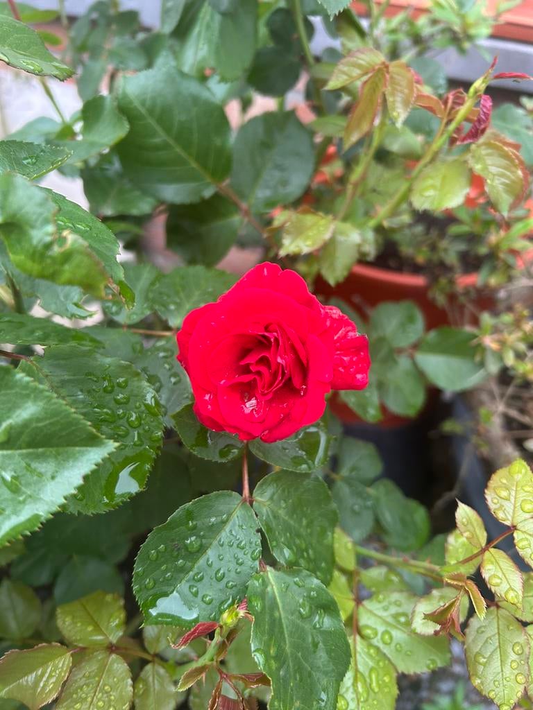 Kuip met rode rozenstruiken, Tuin en Terras, Ophalen