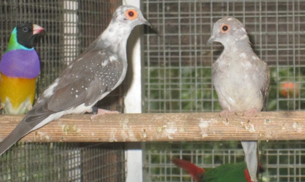 bonte diamantduifjes, Animaux & Accessoires, Oiseaux | Pigeons, Plusieurs animaux, Autres espèces