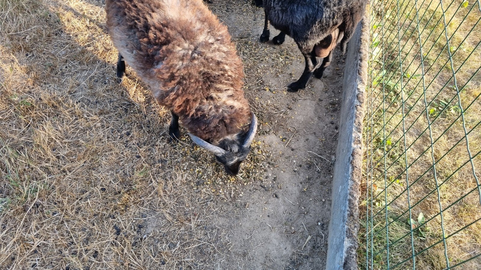 Ouessant bokjes, Mâle, Mouton, 0 à 2 ans