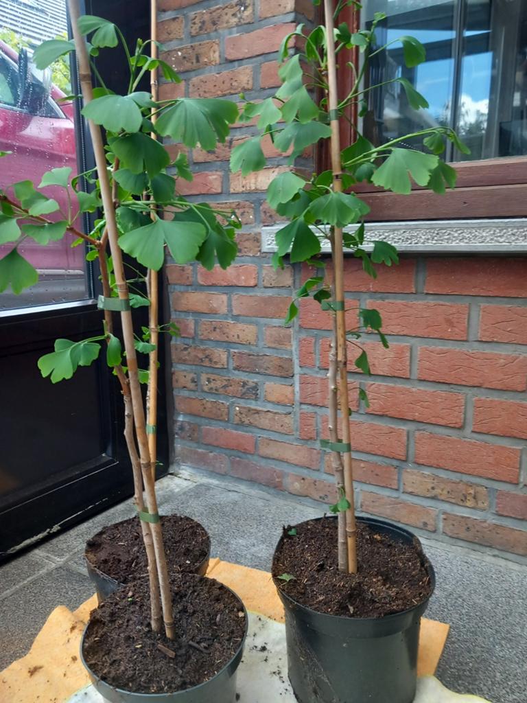 GINKGO BILOBA PLANTEN +/- 60+ CM, IN POT , 15€/stuk, Tuin en Terras, Ophalen of Verzenden, Lente, Vaste plant, Fruitplanten