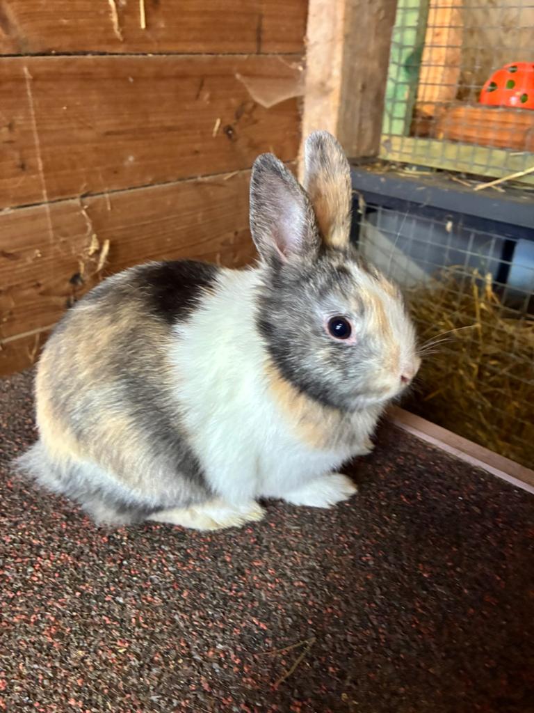 2 Dwergkonijnen, Dieren en Toebehoren, Konijnen