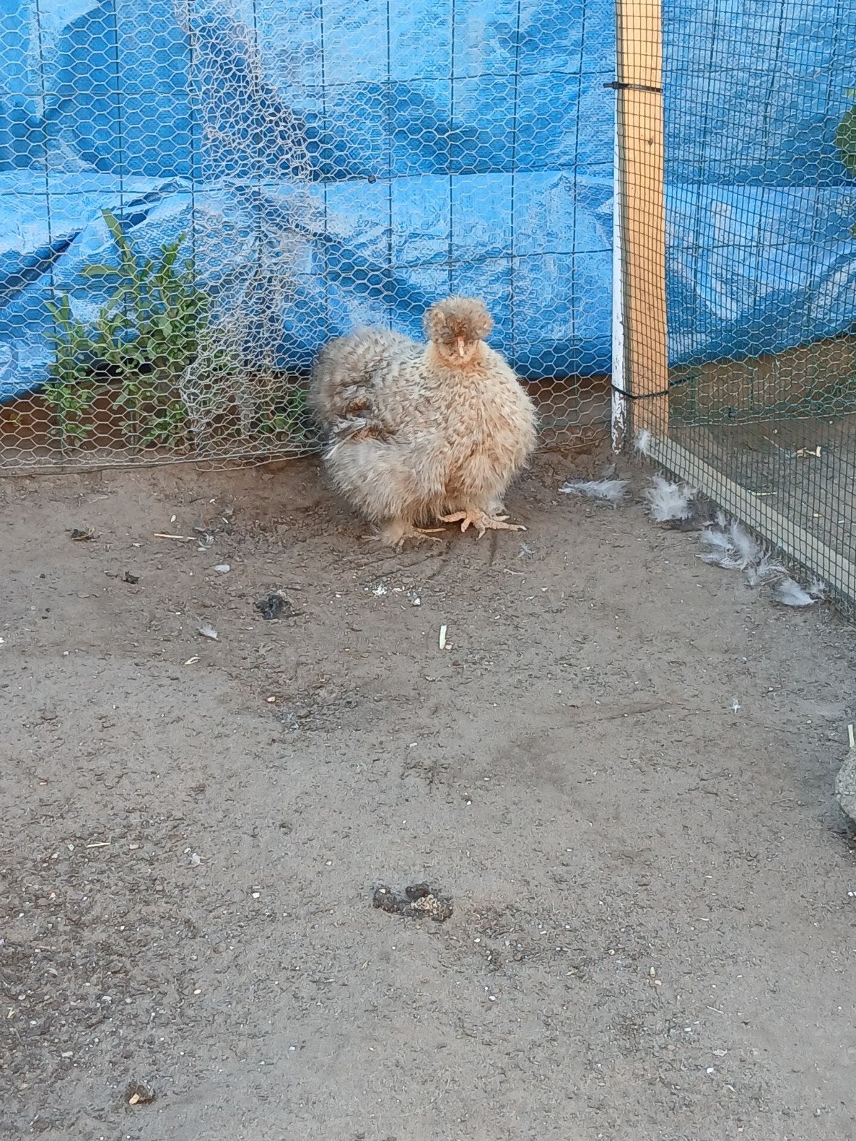 ️ ✨️ 2 zijdehoen hennen 30€ voor beiden ️✨️, Femelle, Poule ou poulet