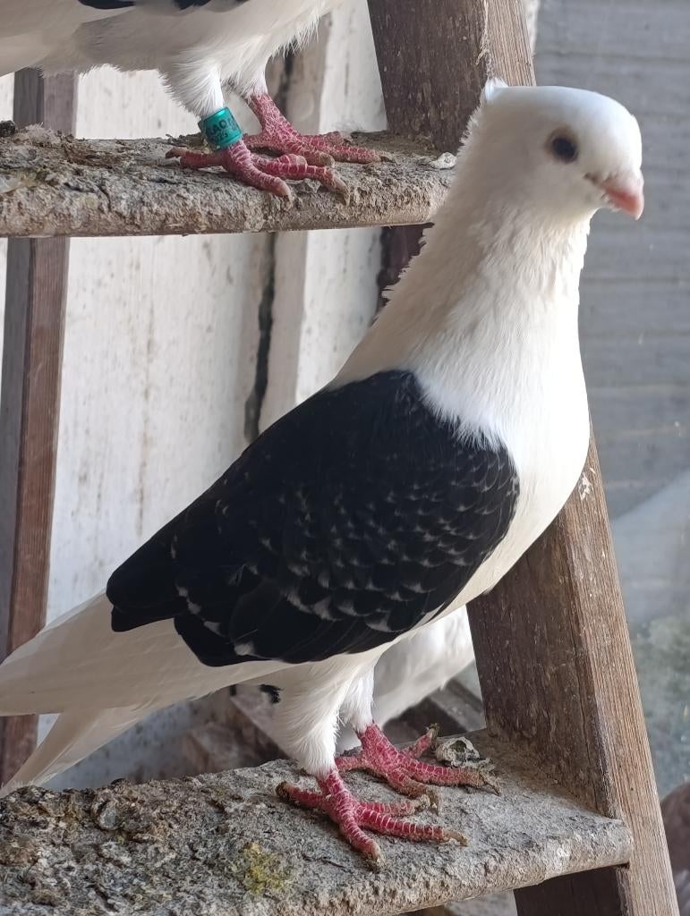 duiven, Animaux & Accessoires, Oiseaux | Pigeons