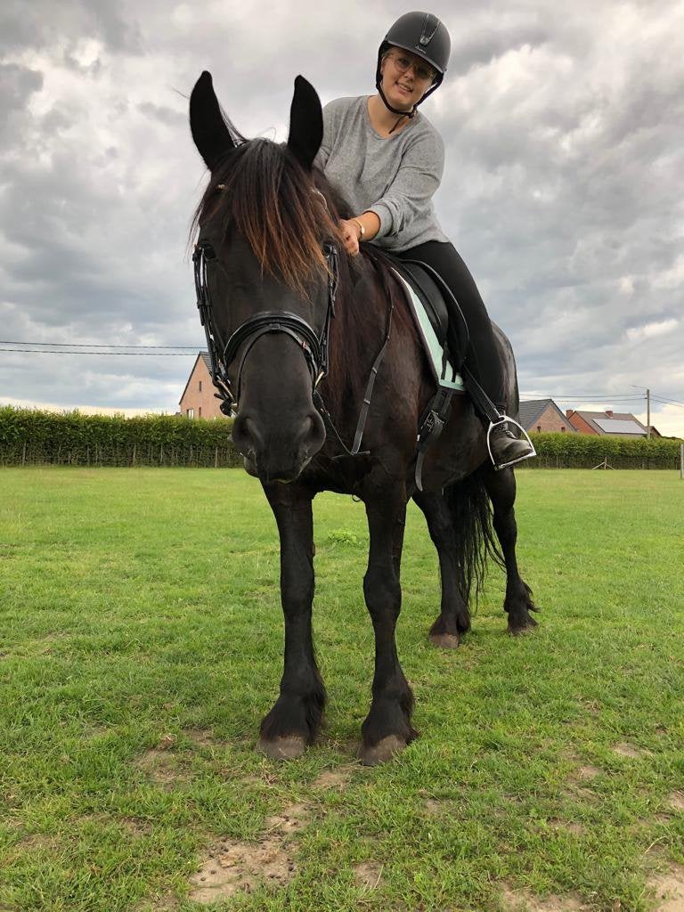 Friese merrie te koop, Jument, 160 à 165 cm, Vermifugé, 11 ans ou plus