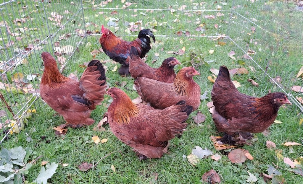 Groep krielkippen, Dieren en Toebehoren