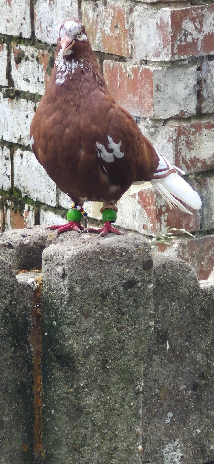 duiven te koop, Animaux & Accessoires, Oiseaux | Pigeons