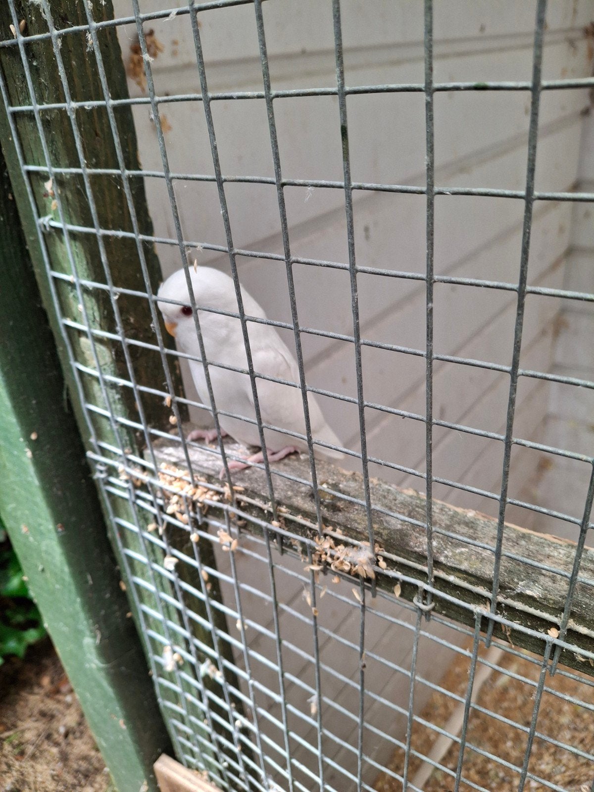 Jonge grasparkiet, Dieren en Toebehoren, Vogels | Parkieten en Papegaaien, Parkiet