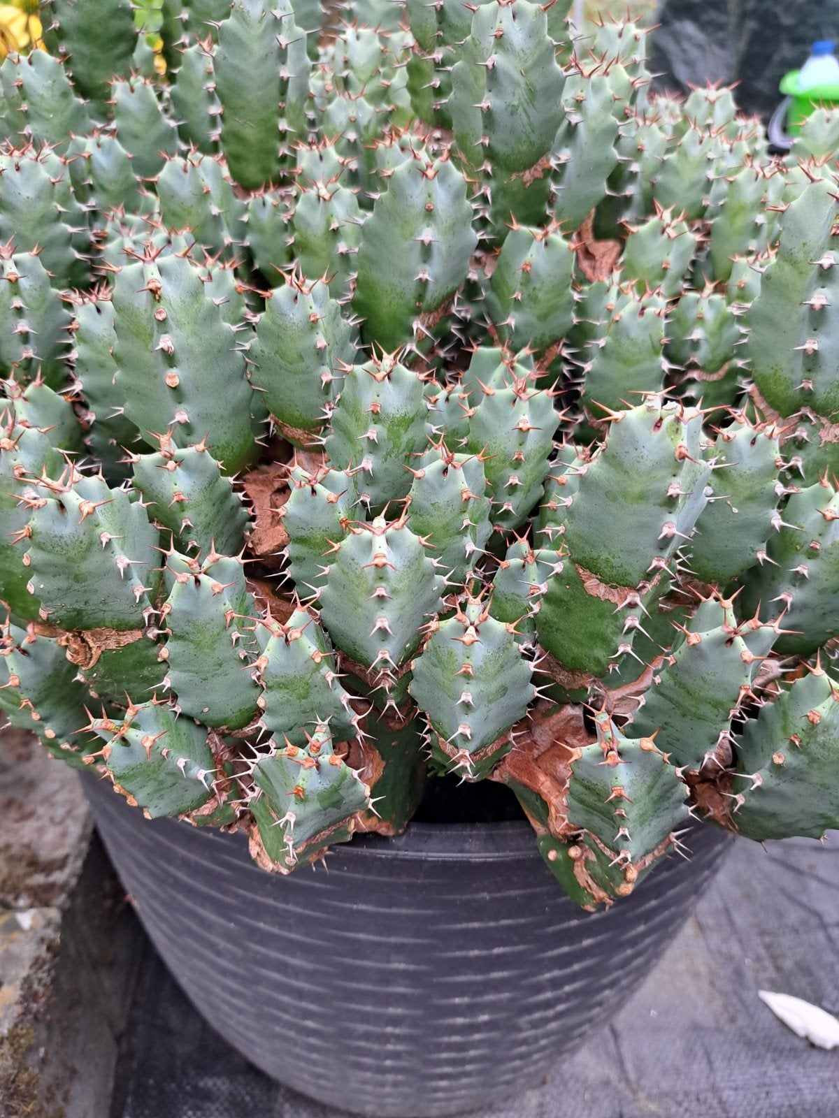 euphorbia planten, Enlèvement