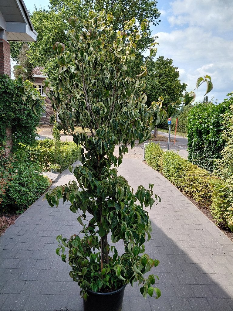 Cornus Kousa Chinensis, Tuin en Terras, Ophalen