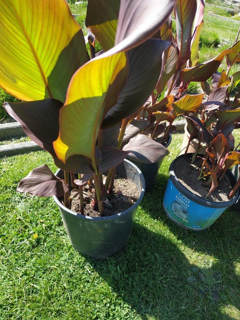 Planten : canna's rode bloem, Tuin en Terras, Ophalen, Zomer