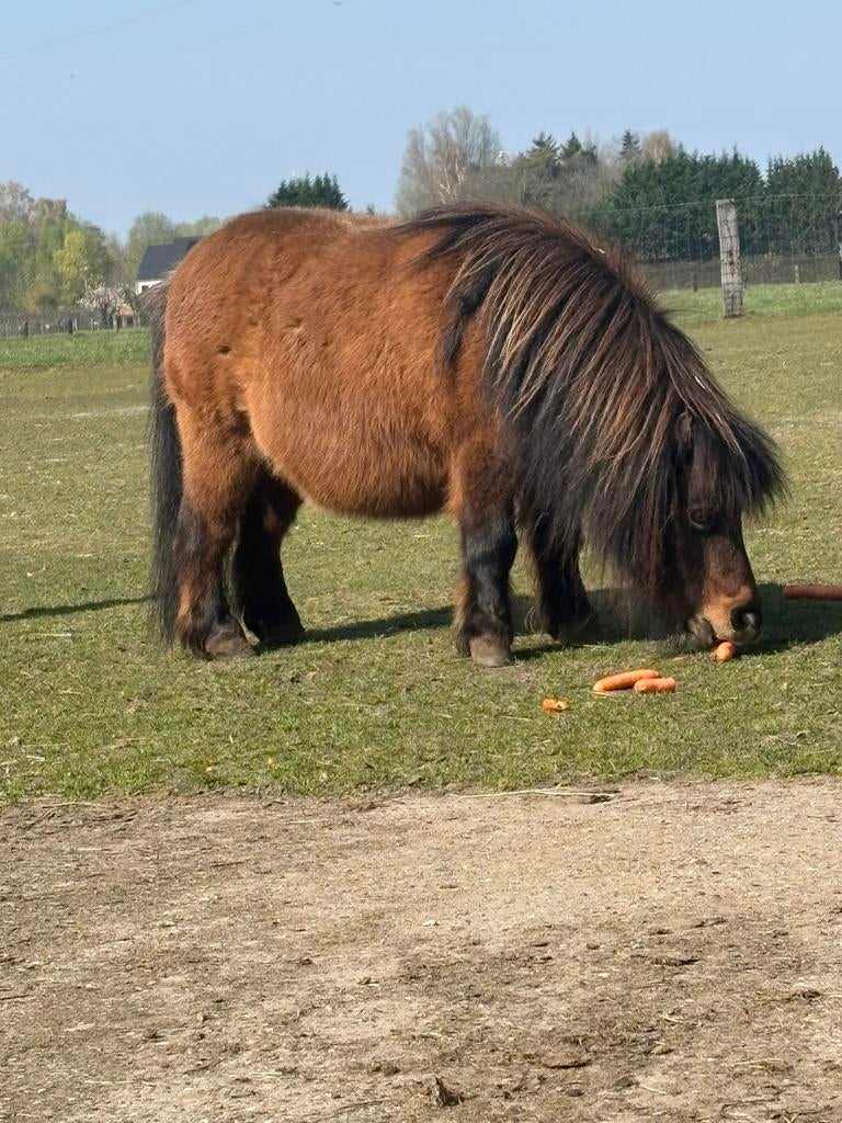 Lieve kleine ahetlander, Dieren en Toebehoren, Gechipt, Ruin, A pony (tot 1.17m), Onbeleerd
