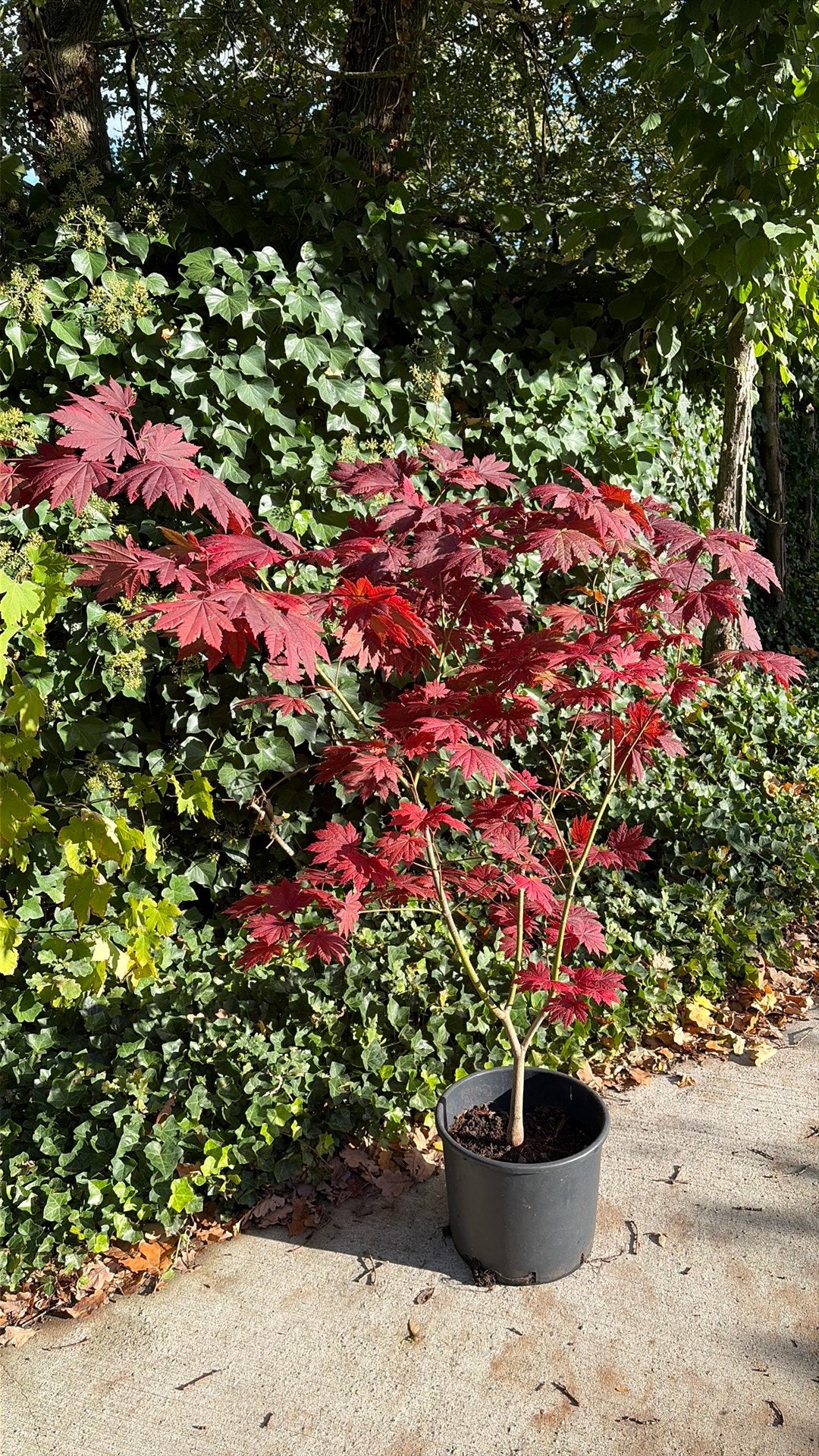 Acer circinatum, Tuin en Terras, Ophalen, Zomer