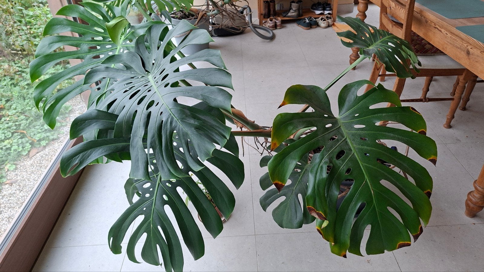 Monstera kamerplant, Enlèvement