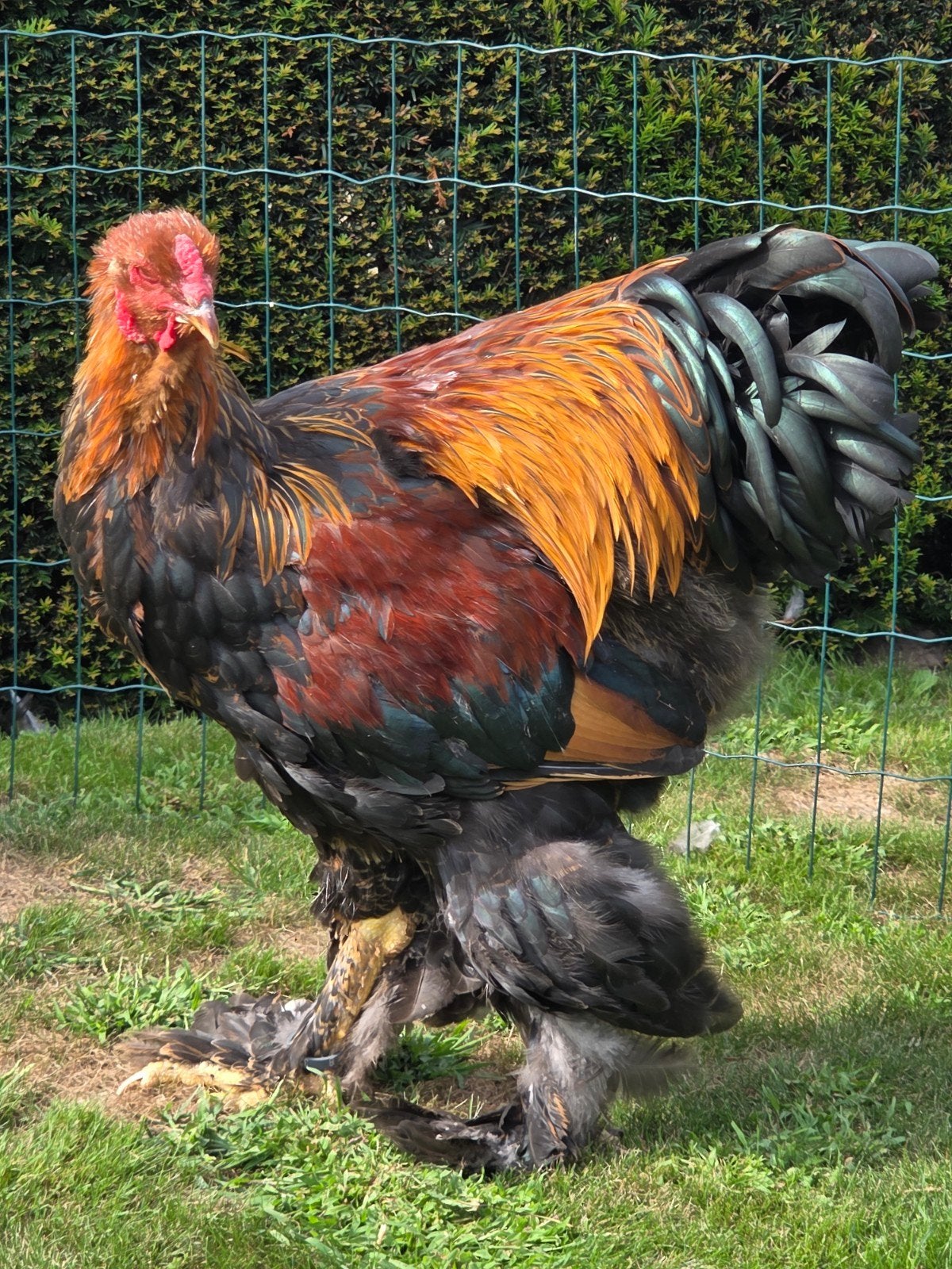 brahma meerzomig patrijs haan, Dieren en Toebehoren