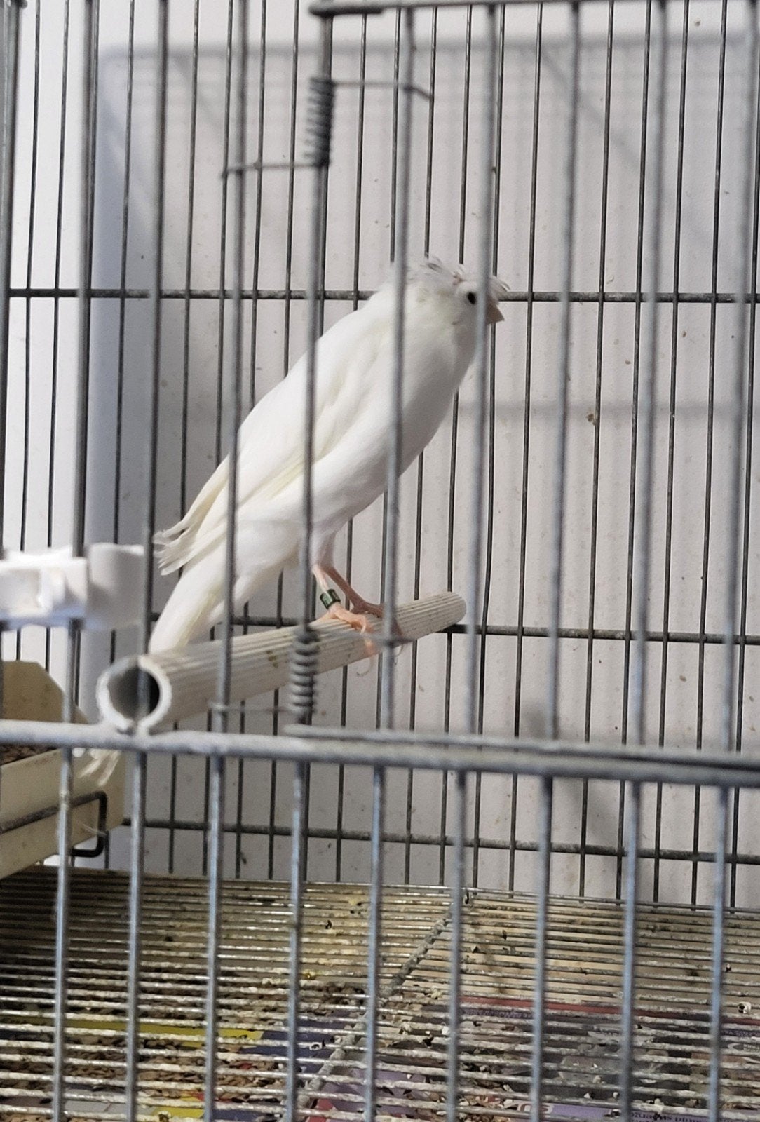 lancashire .man, Dieren en Toebehoren