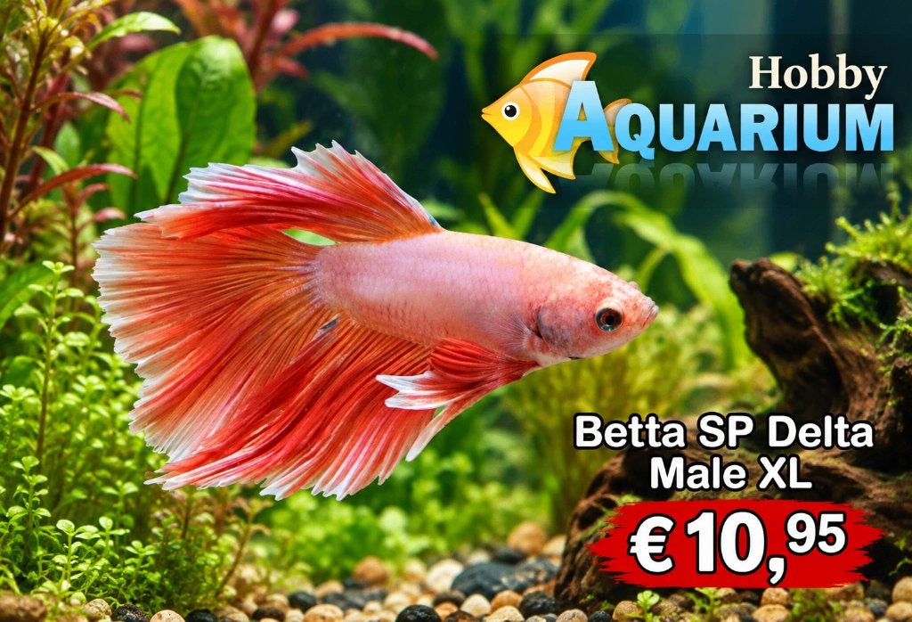 Hobbyaquarium Betta SP Super Delta XL Male / man, Dieren en Toebehoren, Vis, Zoetwatervis