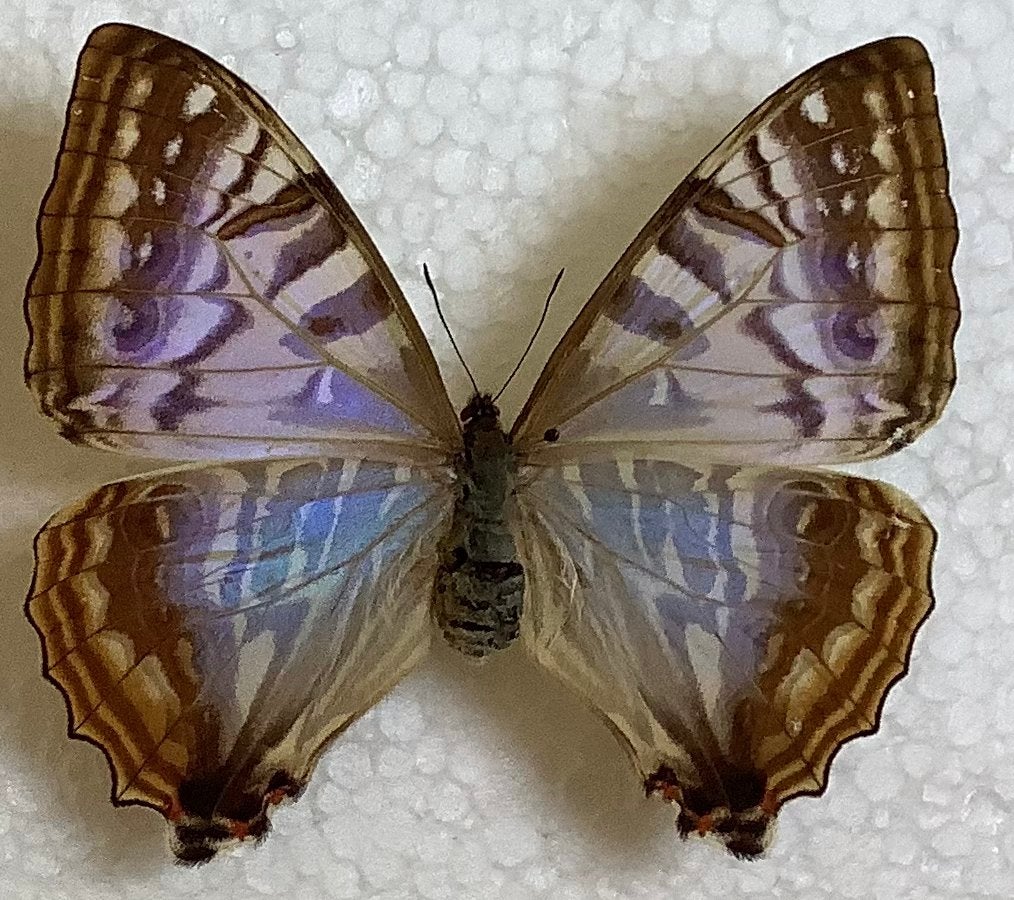 Vrouwelijke MORPHO SULKOWSKYI, Ophalen, Zo goed als nieuw