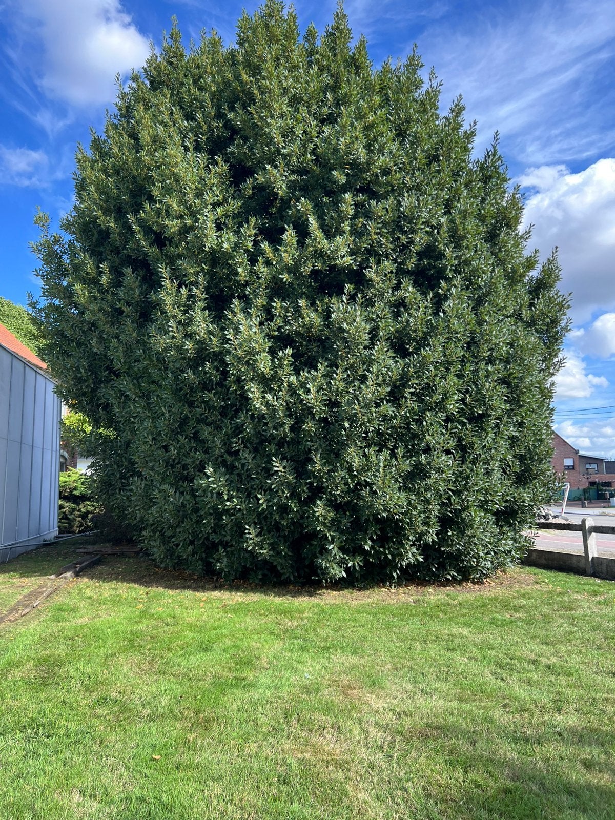 Laurier struik, H:+-8M D:+-6M +-50jaar oud, Overige soorten, Zomer, 400 cm of meer, Ophalen