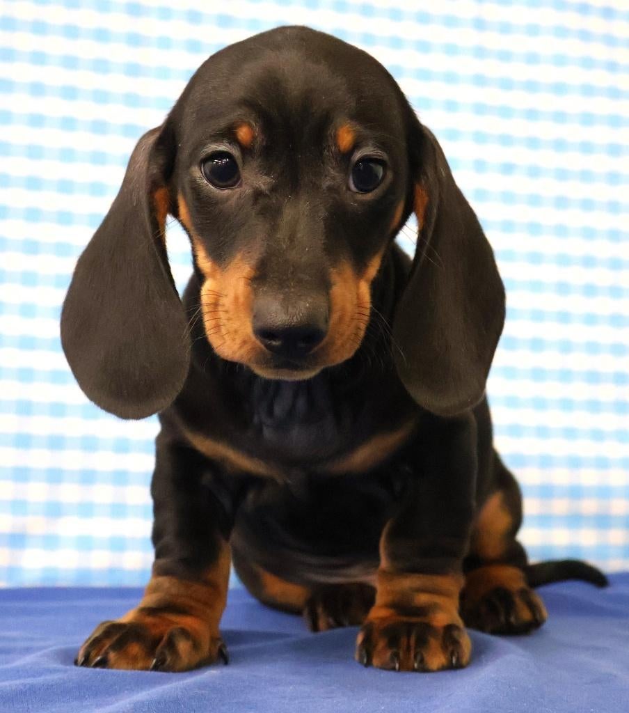 Super leuke Teckel pups!!!, Dieren en Toebehoren, Honden | Teckels en Dashonden, België, Standaard, 15 weken tot 1 jaar, Reu
