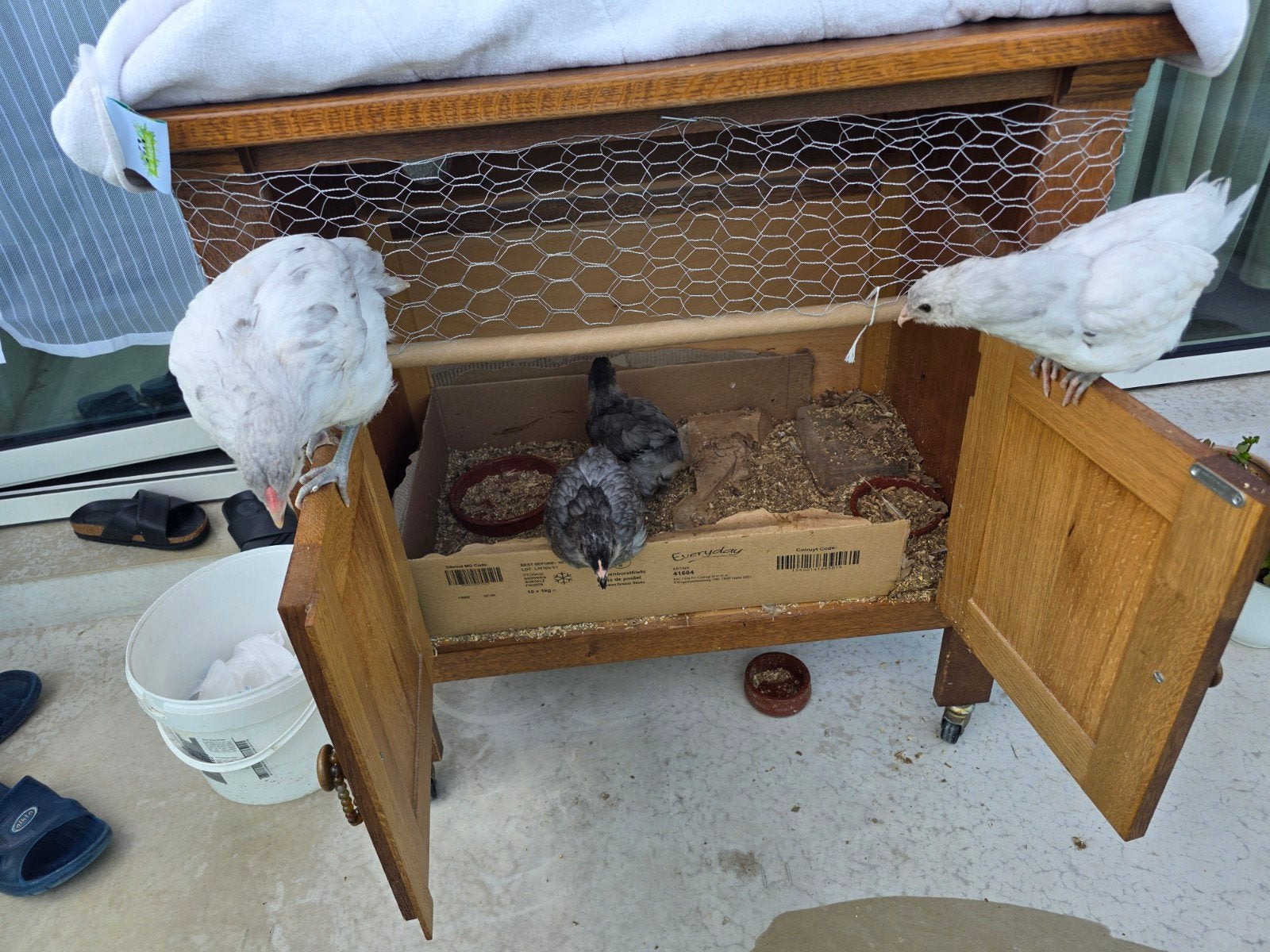 Kuikens te koop, Dieren en Toebehoren, Ophalen