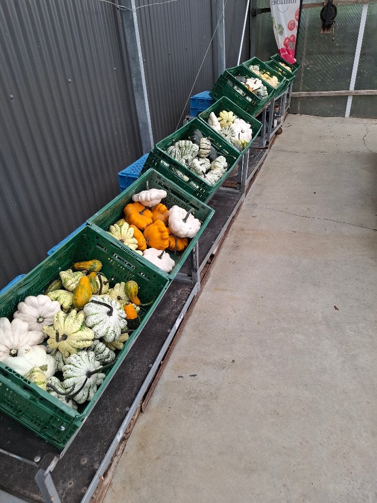 Pompoenen, Ophalen