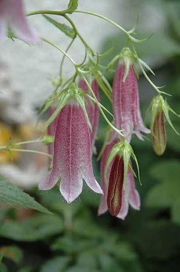 Campanula Elizabeth, Tuin en Terras, Ophalen, Halfschaduw