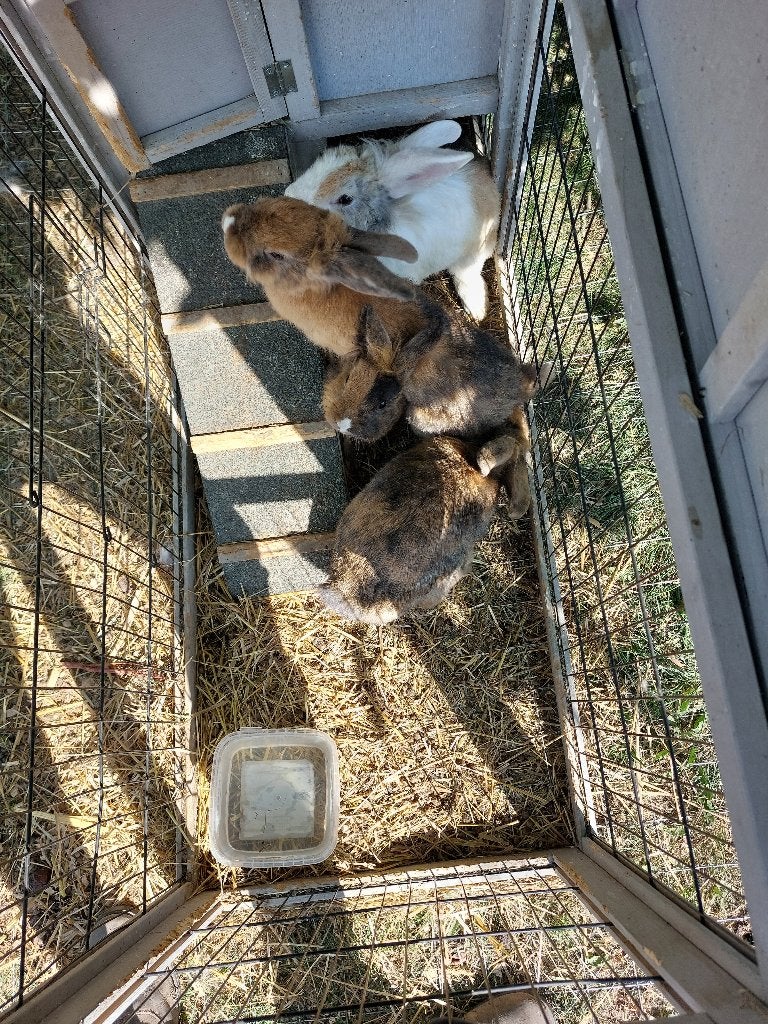 Konijntjes, Meerdere dieren, Klein, 0 tot 2 jaar